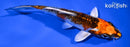 5.5" KUJAKU