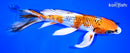8.5" KUJAKU BUTTERFLY