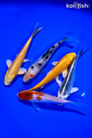 PACK OF (5) 5 - 6" STANDARD KOI