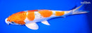 13" YAMATO NISHIKI