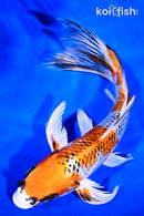 8.5" KUJAKU BUTTERFLY