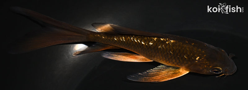 4.75" GINRIN CHAGOI BUTTERFLY