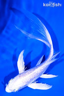 6.25" GINRIN PLATINUM OGON BUTTERFLY