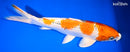 13" YAMATO NISHIKI