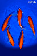 PACK OF (5) 5 - 6"  STANDARD KOHAKU KOI