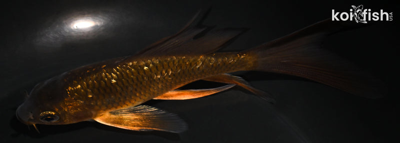 4.75" GINRIN CHAGOI BUTTERFLY