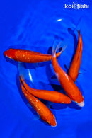 PACK OF (5) 5 - 6"  STANDARD KOHAKU KOI