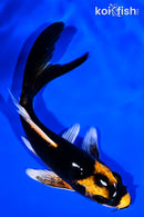 5.25" KABUTO BUTTERFLY