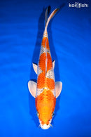 13" YAMATO NISHIKI