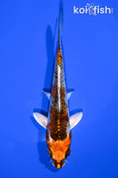 5.5" KUJAKU