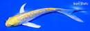 6" YAMABUKI OGON BUTTERFLY