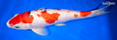 13.25" GINRIN SANKE
