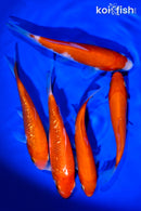 PACK OF (5) 5 - 6"  STANDARD KOHAKU KOI