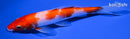 5.75" KOHAKU