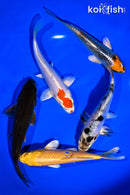 PACK OF (5) 5 - 6" STANDARD KOI