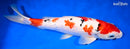 13.25" GINRIN SANKE
