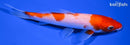 5.75" KOHAKU