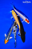 PACK OF (5) 5 - 6" STANDARD KOI
