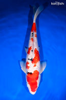 13.25" GINRIN SANKE