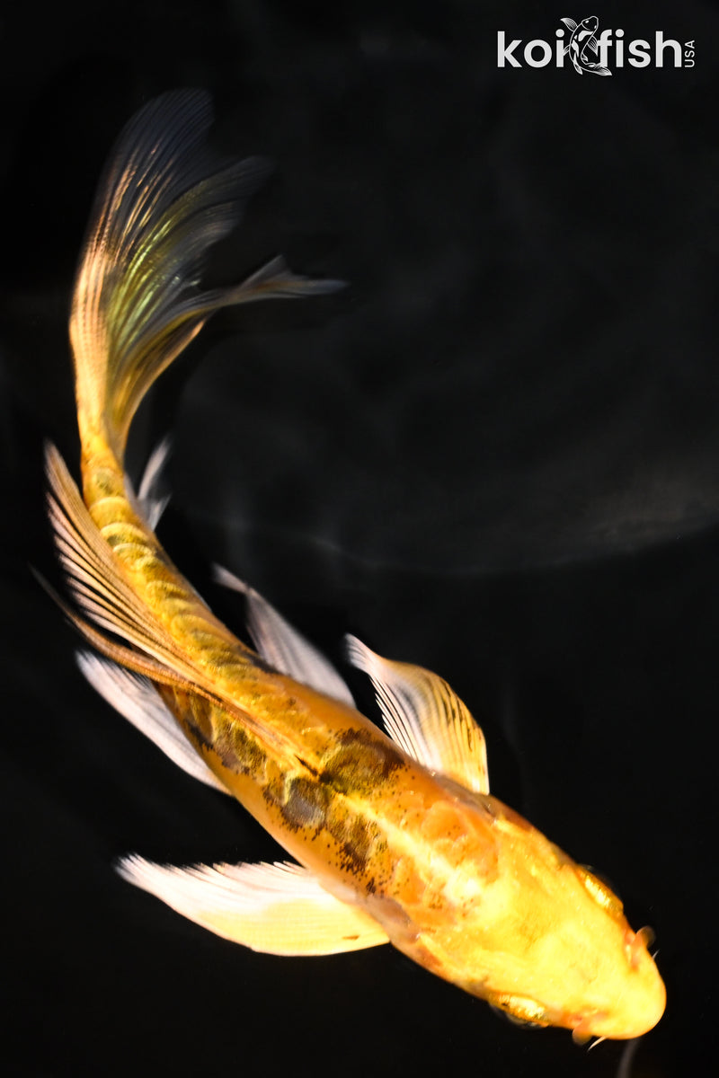 4.75" ARAGOKE KI BEKKO BUTTERFLY