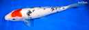 12" TANCHO SANKE