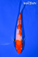 5.75" KOHAKU