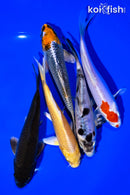 PACK OF (5) 5 - 6" STANDARD KOI