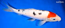 12" TANCHO SANKE