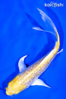 6" YAMABUKI OGON BUTTERFLY
