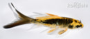 5.25" DOITSU KI MATSUBA BUTTERFLY