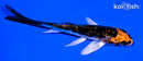 5" BENI KIKOKURYU BUTTERFLY
