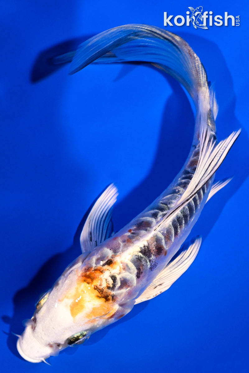 5.75" ARAGOKE HEISEI NISHIKI BUTTERFLY