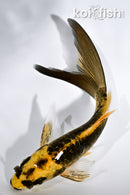 5.25" DOITSU KI MATSUBA BUTTERFLY