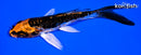 5" BENI KIKOKURYU BUTTERFLY