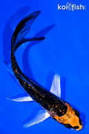 5" BENI KIKOKURYU BUTTERFLY