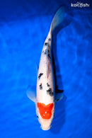 12" TANCHO SANKE