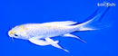 6.25" LEMON HARIWAKE BUTTERFLY