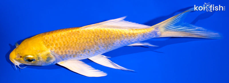 5.75" LEMON HARIWAKE BUTTERFLY