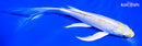 6.25" LEMON HARIWAKE BUTTERFLY