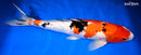 14.5" GINRIN SANKE