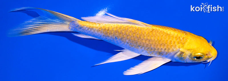5.75" LEMON HARIWAKE BUTTERFLY