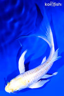 6.25" LEMON HARIWAKE BUTTERFLY