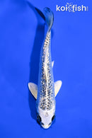 6" GINRIN GIN MATSUA