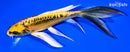 6.5" KIN KIKOKURYU BUTTERFLY