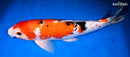 14.5" GINRIN SANKE