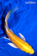 5.75" LEMON HARIWAKE BUTTERFLY