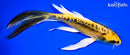 6.5" KIN KIKOKURYU BUTTERFLY