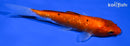 5.25" GINRIN AKA SANKE