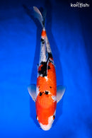 14.5" GINRIN SANKE