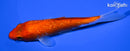 5.25" GINRIN AKA SANKE